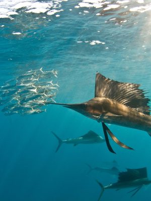 Atlantic sailfish (Istiophorus albicans) gather around the waters of Contoy Island, Quintana Roo, Mexico, to hunt and feed on migrating sardines